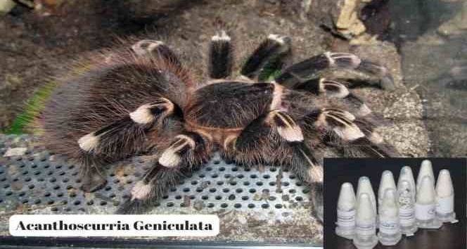 Posta kargosunda 76 adet yavru tarantula ele geçirildi