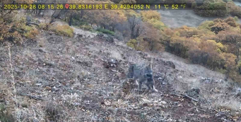 Vaşak ve yavruları Tunceli