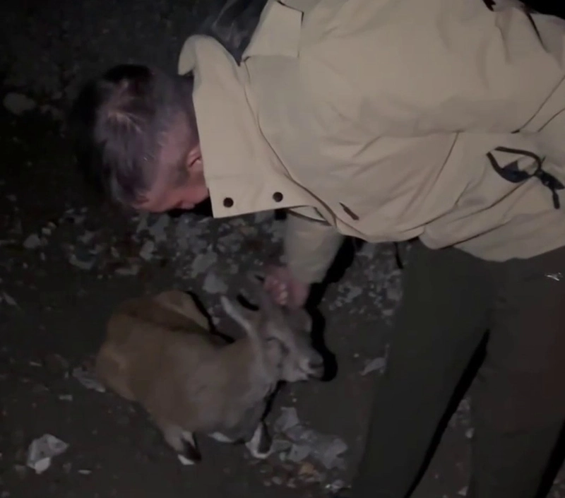 Duyarlı Gençler Yaralı Dağ Keçisini Kurtardı