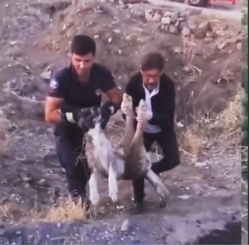 Elazığ’da yaralı halde bulunan köpek itfaiye ekipleri tarafından kurtarıldı
