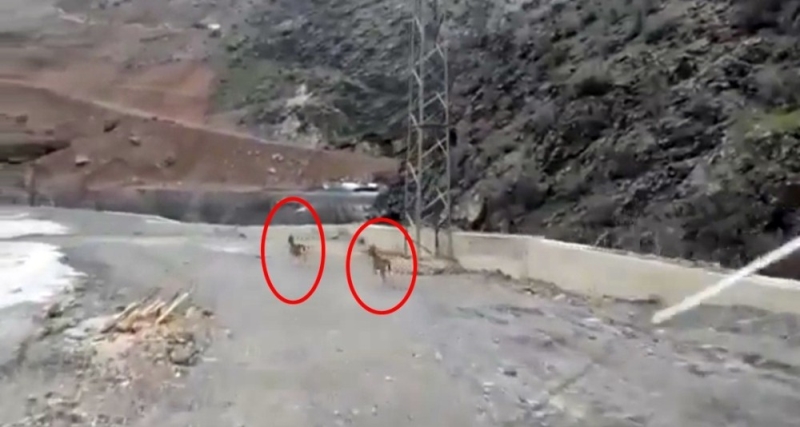 Yüksekova’da dağ keçileri görüntülendi