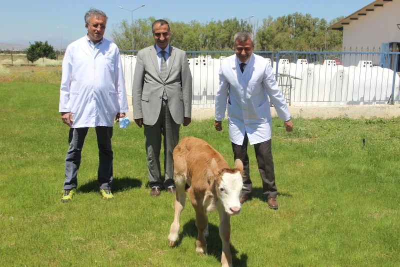 Montofon cinsi inek embriyo transferiyle simental cinsi buzağı doğurdu
