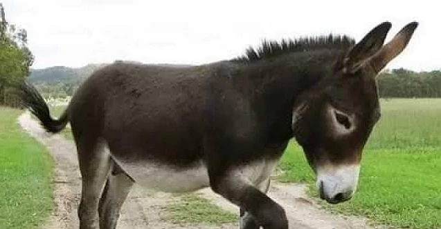 Eşek Olduktan Sonra Semer Vuran Çok Olur