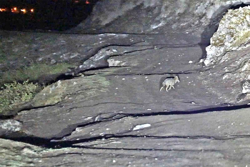 Budaklı kaplıcaları için vahşi hayvan uyarısı