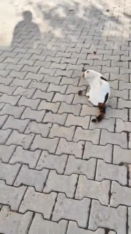 Kedinin fareyle oyunu kamerada