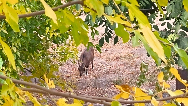 Dağ Keçileri Tunceli
