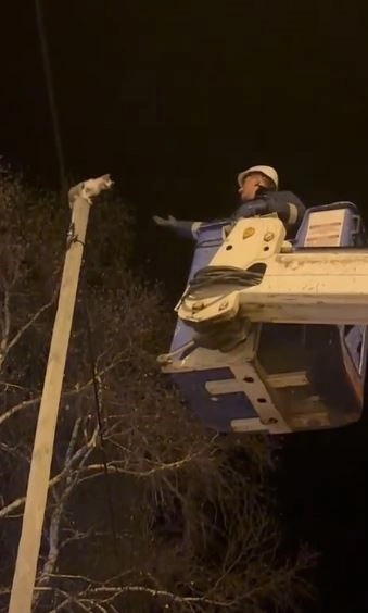 Direkte Mahsur Kalan Kediyi Aras EDAŞ Kurtardı