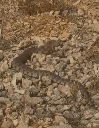 Tek ısırığı ölümcül dev engerek yılanı Elazığ