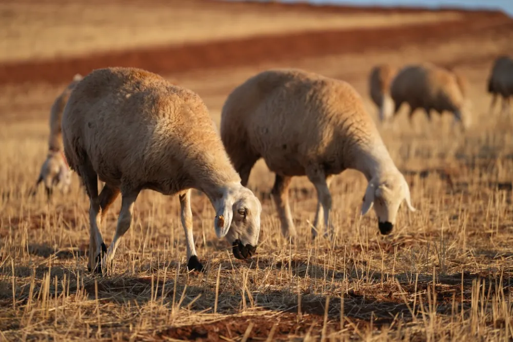 Medya dünyasından hayvancılığa: İstanbul stresini bırakıp köyde huzuru buldu