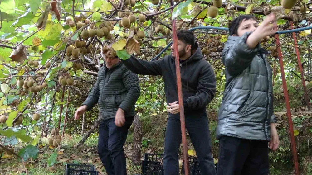 İran’dan gelen kivi fiyatları ucuzlatıyor