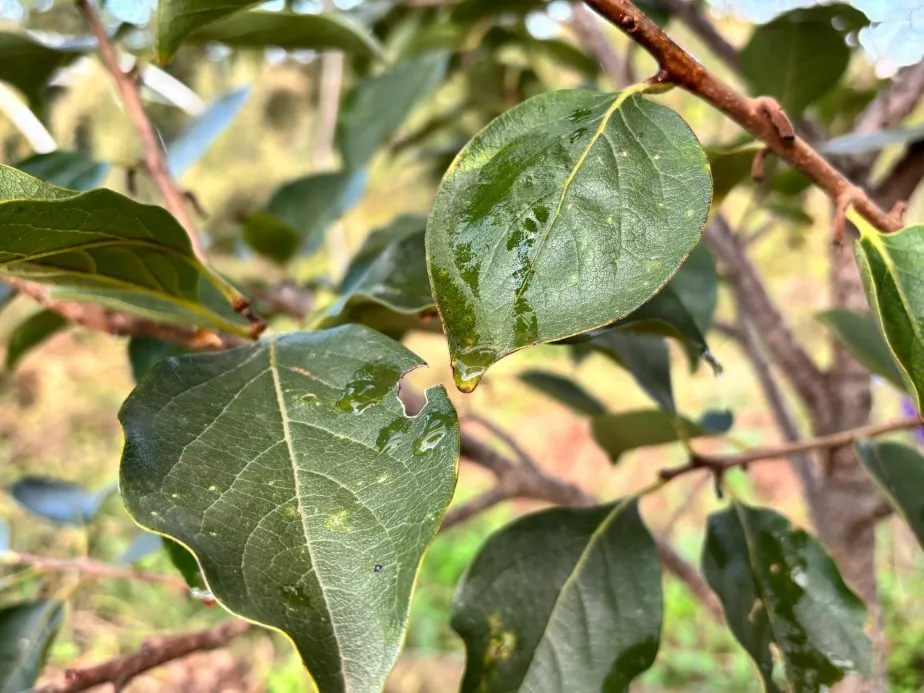 Kadife çiçeği ve soğanla kahverengi kokarcaya doğal çözüm