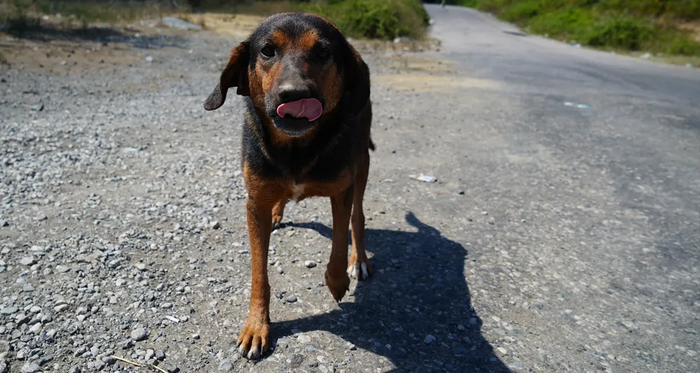 İstanbul Valiliği duyurdu: Sokak köpeklerini kontrolsüz beslemek yasaklandı