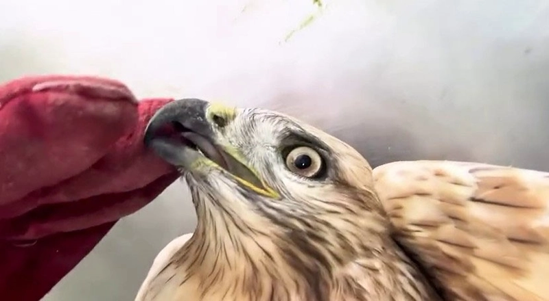 Kızıl Şahin Sağlığına Kavuştu, Doğaya Geri Döndü