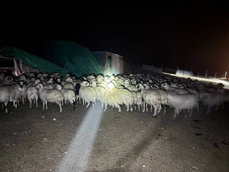 Yoğun Siste Kaybolan 200 Koyun Drone ile Bulundu