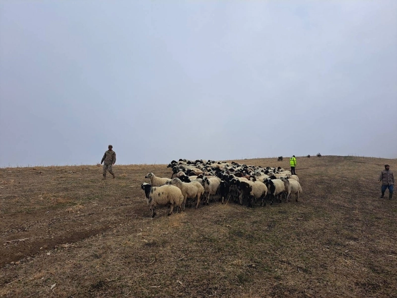Jandarma Kayıp 200 Küçükbaş Hayvanı Buldu