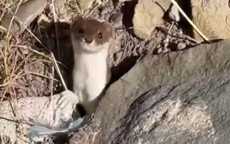 Beyaz Gelincik Yüksekova