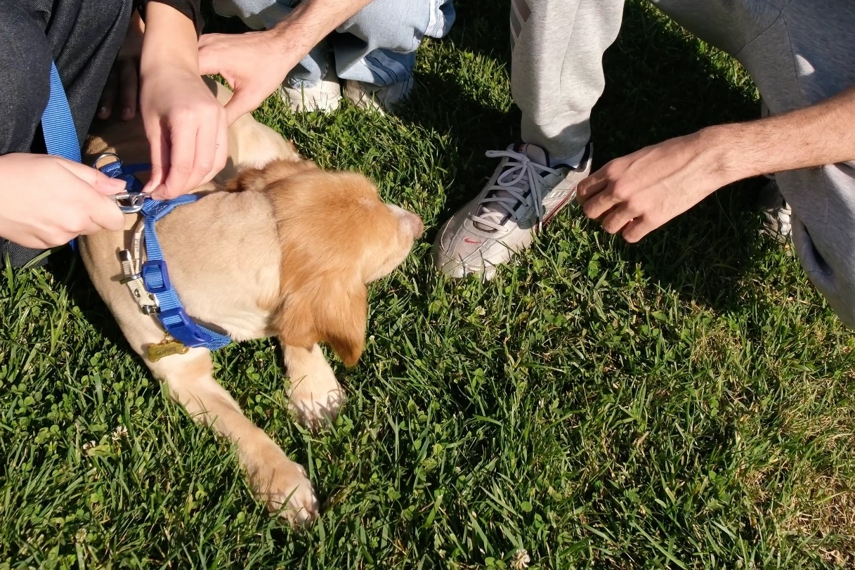 Pati İzi Projesi 500. Sokak Hayvanını Yuva Buldurdu