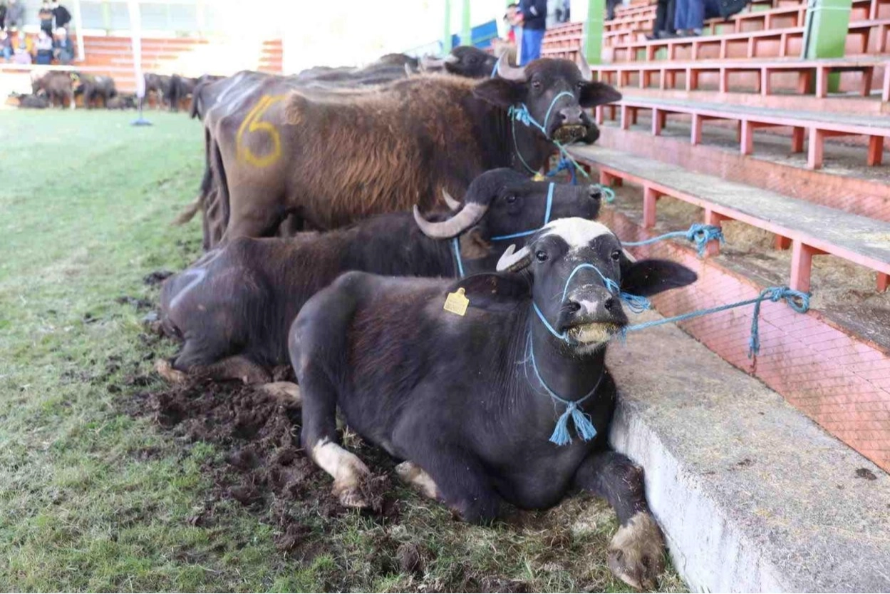 Ordu Manda Yetiştiriciliğinde Dönüm Noktası Yaşıyor