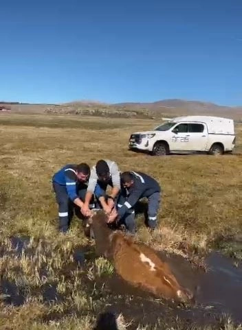Bataklığa saplanan inek Aras Edaş ekipleri tarafından kurtarıldı