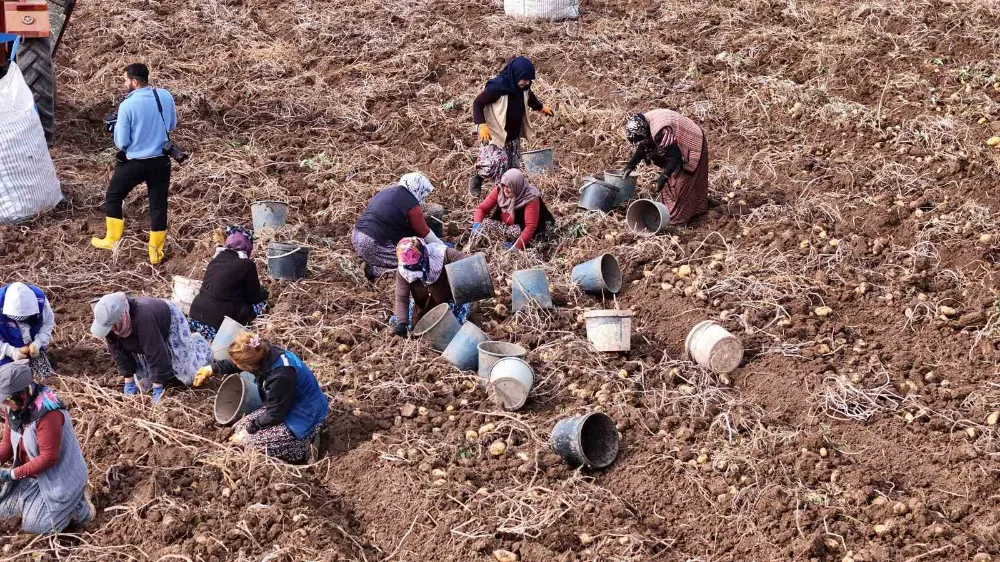 Türkiye’de sezonun son patatesleri Sivas’ta sökülüyor