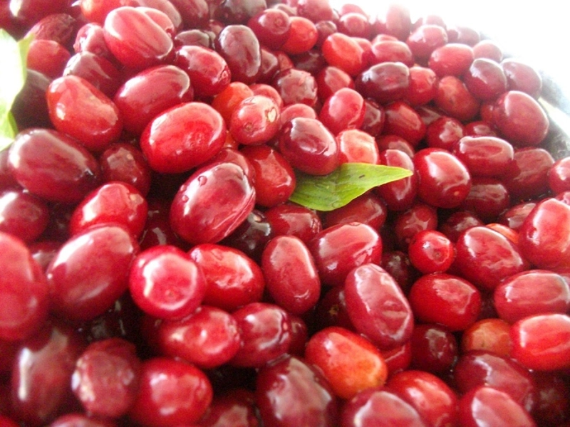 Kızılcık: Soğuk Algınlığı ve Gribe Karşı Doğal Kalkan