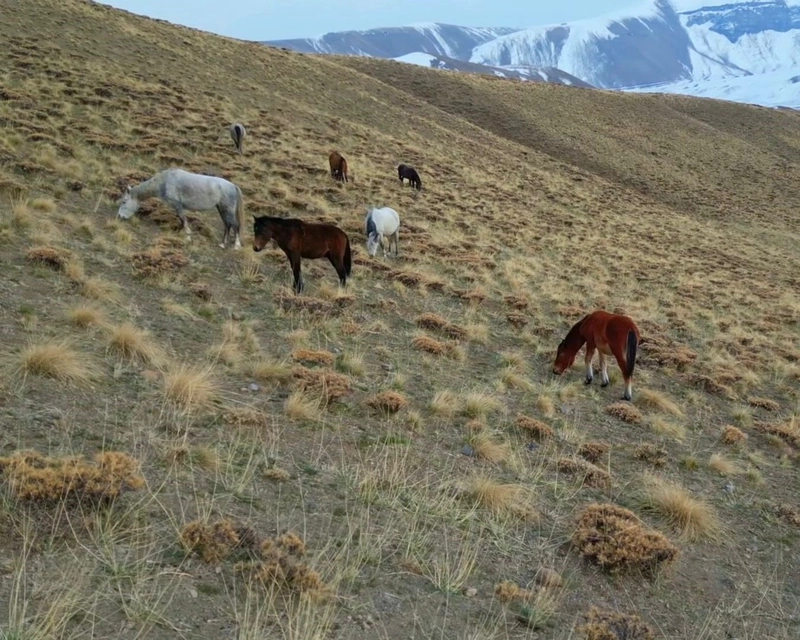 Kışın Doğaya Bırakılan At ve Eşekler Trafik ve Yaban Hayatı İçin Tehdit