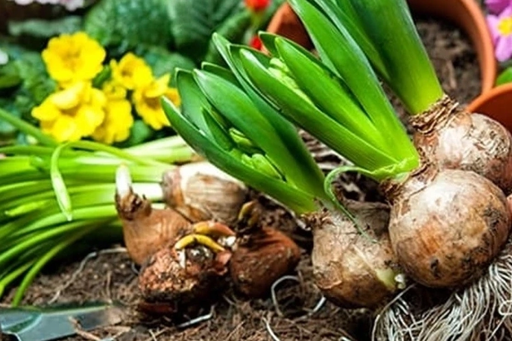 2026 Yılı Doğal Çiçek Soğanları İhracat Kuralları Açıklandı