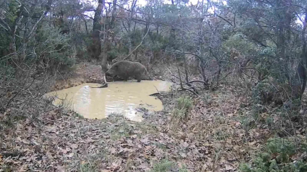   Tekirdağ’da domuz sürüsü görüntülendi
