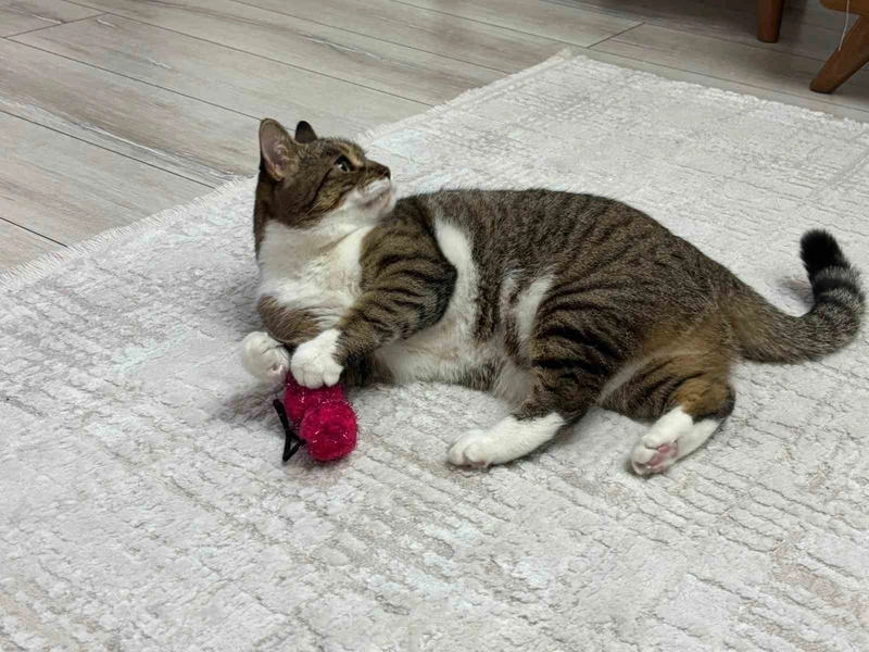 Uzmandan Evcil Hayvanlarda Aşı Uyarısı: Düzenli Aşı Şart