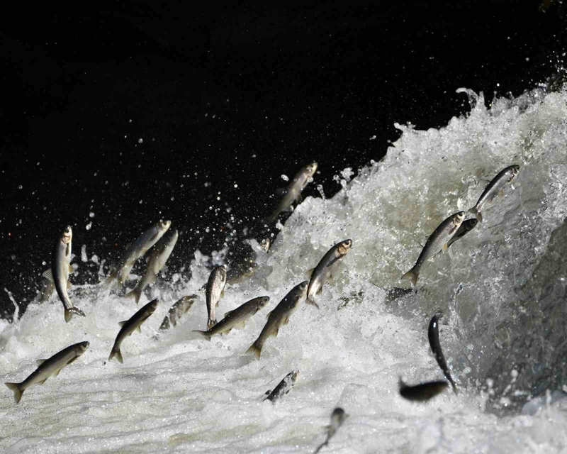 İnci Kefalinin Nesli İklim Değişikliğiyle Tehdit Altında