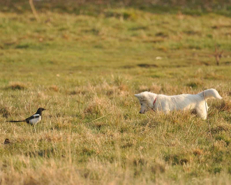 Van kedisi sanılan beyaz canlı, fare avlayan köpek çıktı