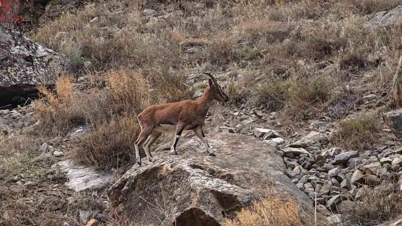 Dağ Keçileri Erzurum Karayolunda Görüntülendi