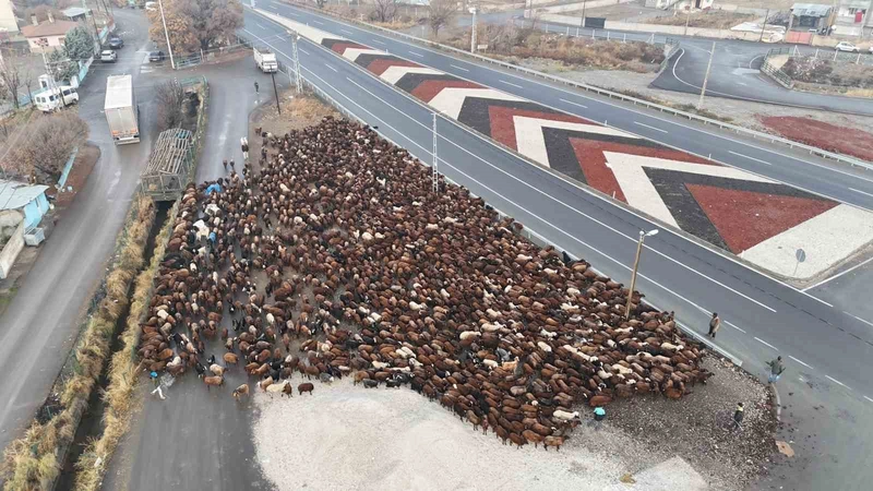 Iğdırlı Göçerler Zorlu Yayla Yolculuğunu Tamamladı