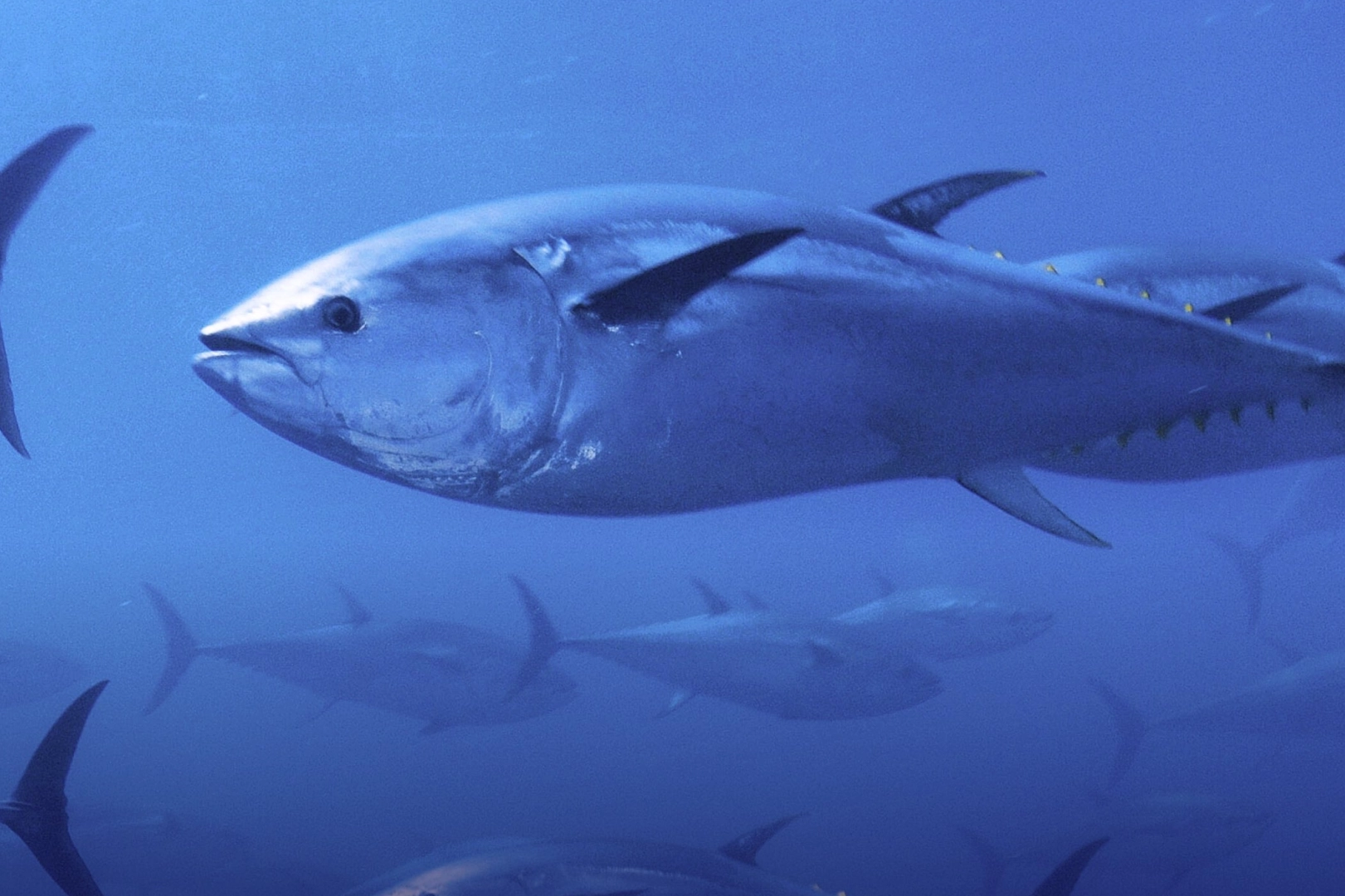 Mavi Yüzgeçli Orkinos Kotası %20 Artışla 3.095 Tona Yükseldi