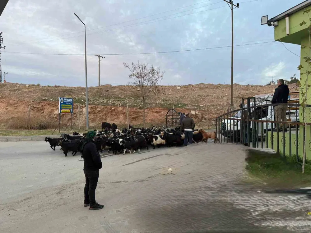 Şap hastalığı nedeniyle kapalı olan Siirt Hayvan Pazarı açıldı