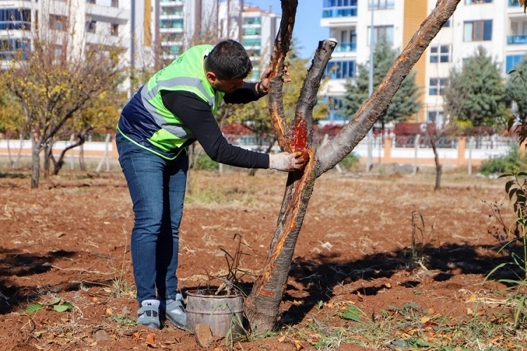 DBB, Hastalıklı Ağaçları Doğal Yöntemlerle İyileştiriyor