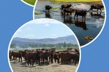 Halk Elinde Islah Projeleri