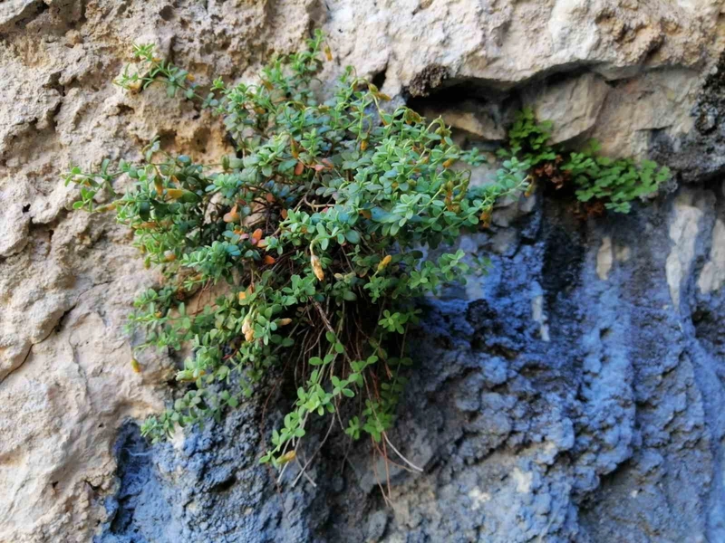 Endemik Malatya Kantaronu, Sarı Kantarondan Kimyasal Açıdan Daha Zengin