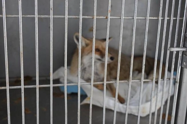 Adıyaman’da Yaralı Tilki Tedavi Edilerek Doğaya Salındı